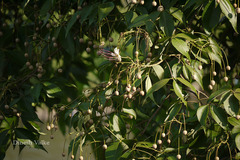 Crateva adansonii subsp. odora